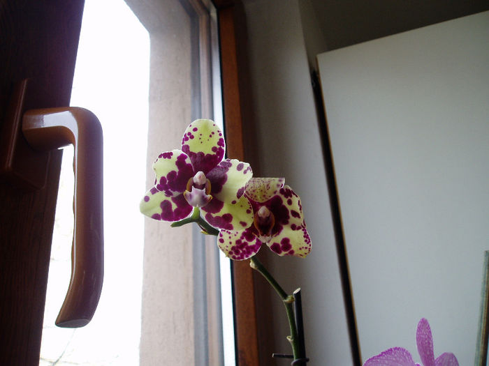 frumoasa - Orhidee fara radacini