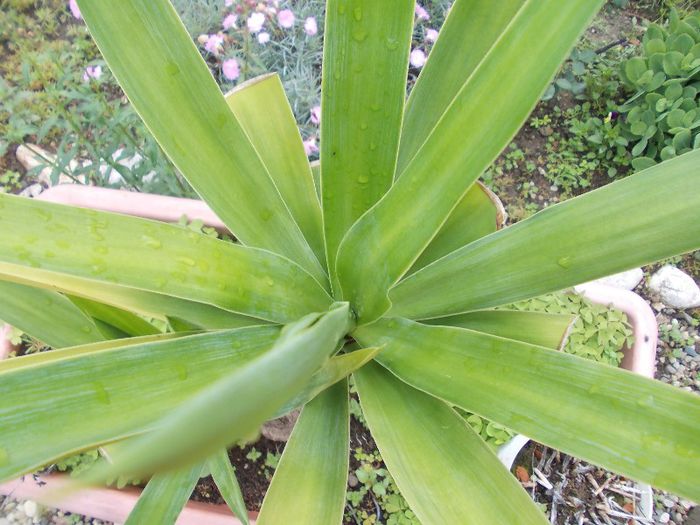 DSCN3902 - flori 2012