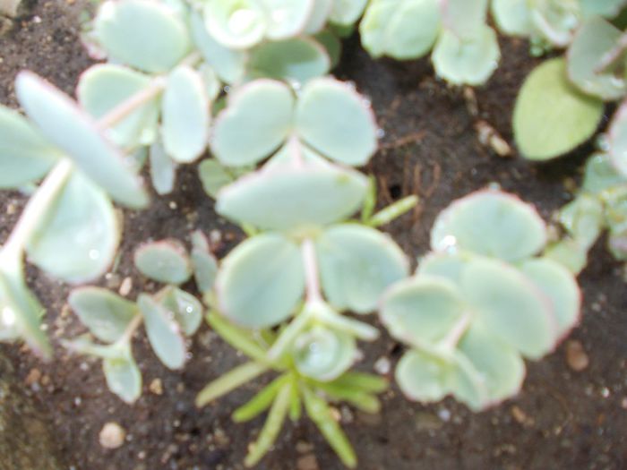 DSCN3913 - flori 2012