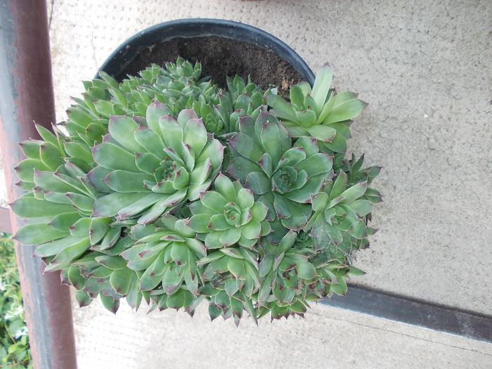 DSCN3921 - flori 2012