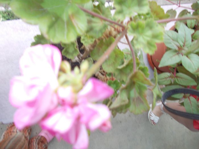 DSCN3929 - flori 2012