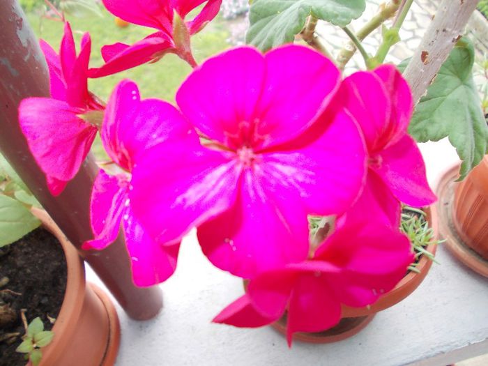 DSCN3933 - flori 2012