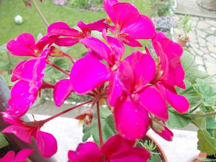 DSCN3934 - flori 2012