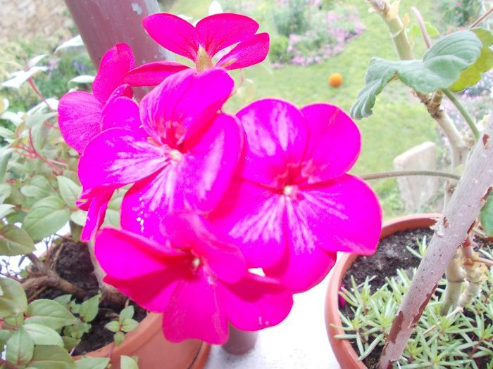 DSCN3949 - flori 2012