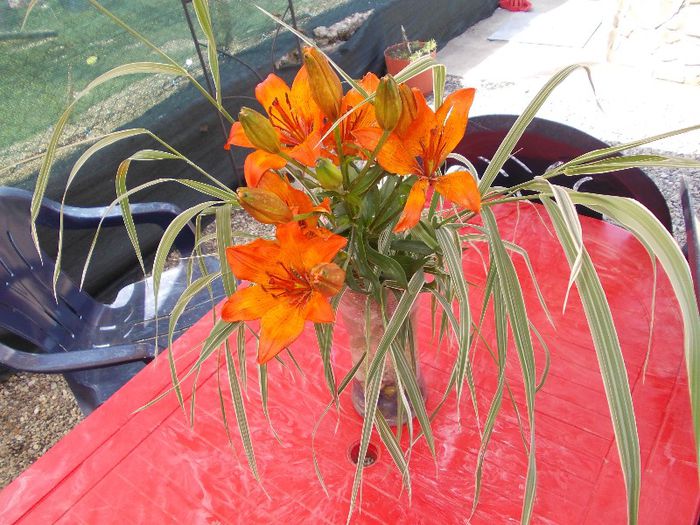 DSCN4044 - flori 2012