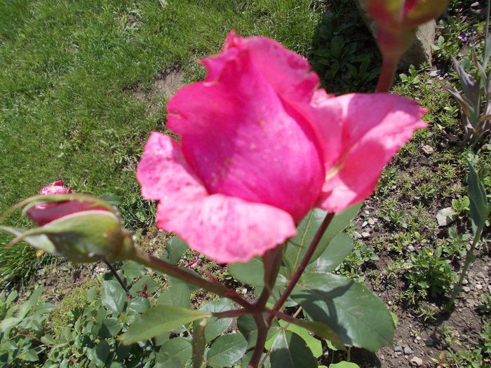 DSCN4048 - flori 2012