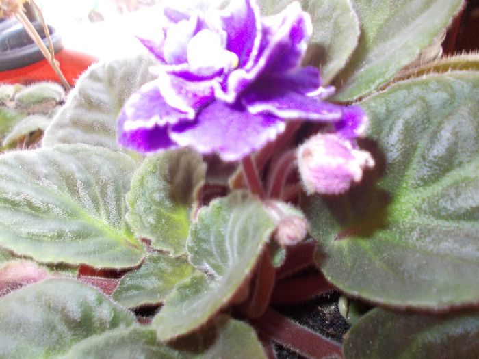 DSCN4167 - flori 2012