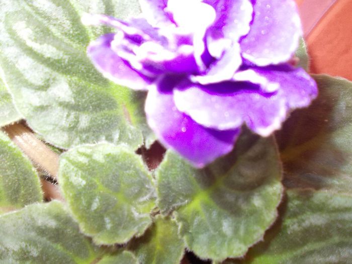 DSCN4168 - flori 2012