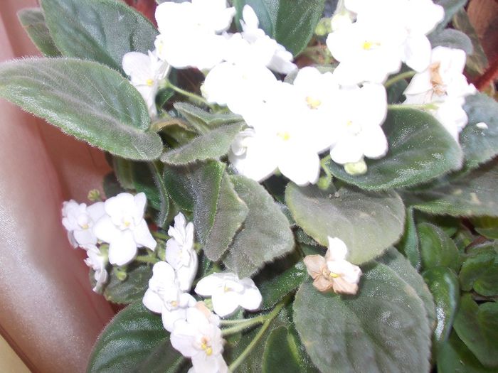 DSCN4169 - flori 2012