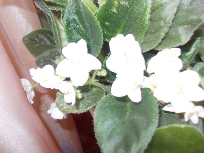 DSCN4173 - flori 2012