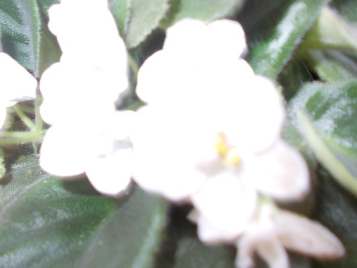 DSCN4174 - flori 2012