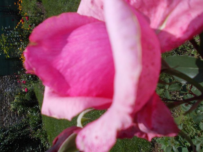 DSCN4196 - flori 2012