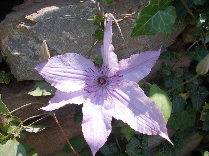 DSCN4207 - flori 2012