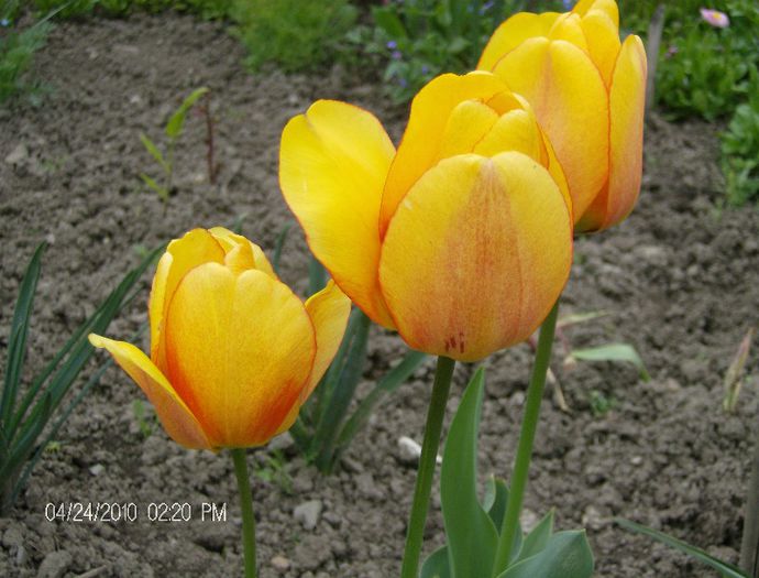 HPIM2270 - flori 2012