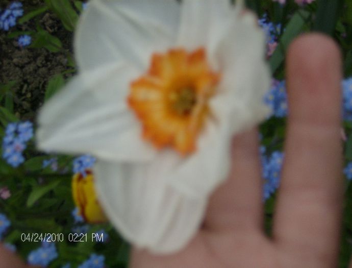 HPIM2273 - flori 2012