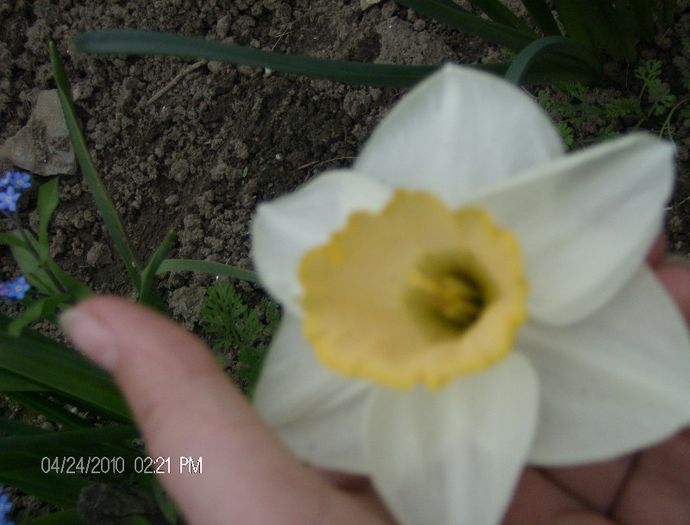 HPIM2274 - flori 2012