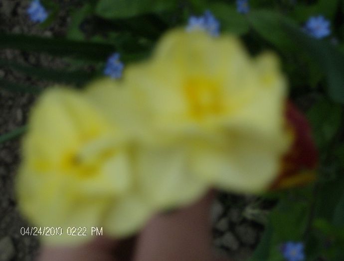 HPIM2278 - flori 2012