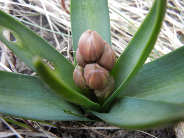 Hyacinthus Hollyhock (2013, March 24) - Hyacinth Hollyhock