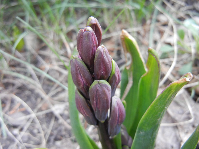 Hyacinth Woodstock (2013, March 24) - Hyacinth Woodstock