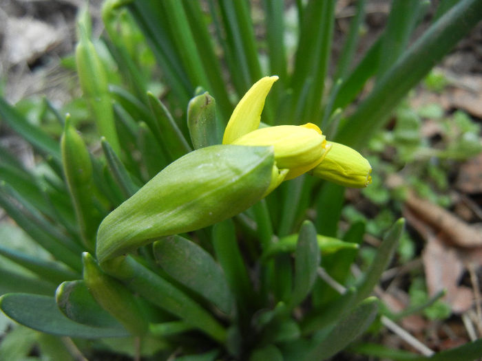 Daffodils_Narcise (2013, March 23) Daffodils_Narcise (2013, March 23)