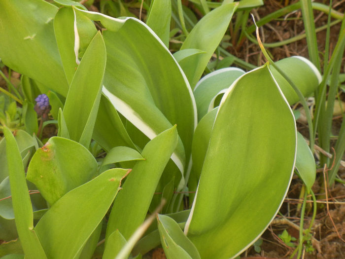 Tulips_Lalele (2013, March 23) Tulips_Lalele (2013, March 23)