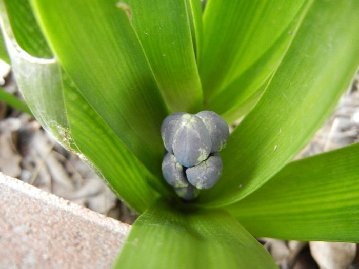 Blue Hyacinth (2013, March 24) Blue Hyacinth (2013, March 24)