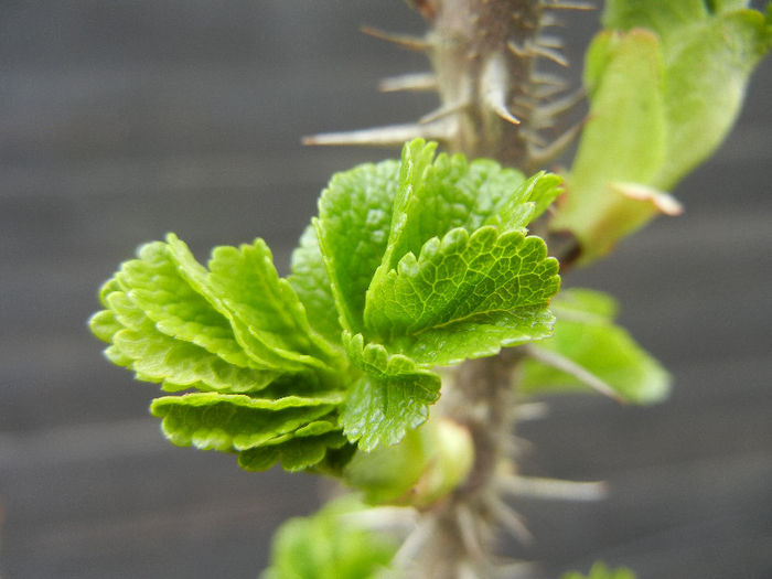 Rosa rugosa (2013, March 24)