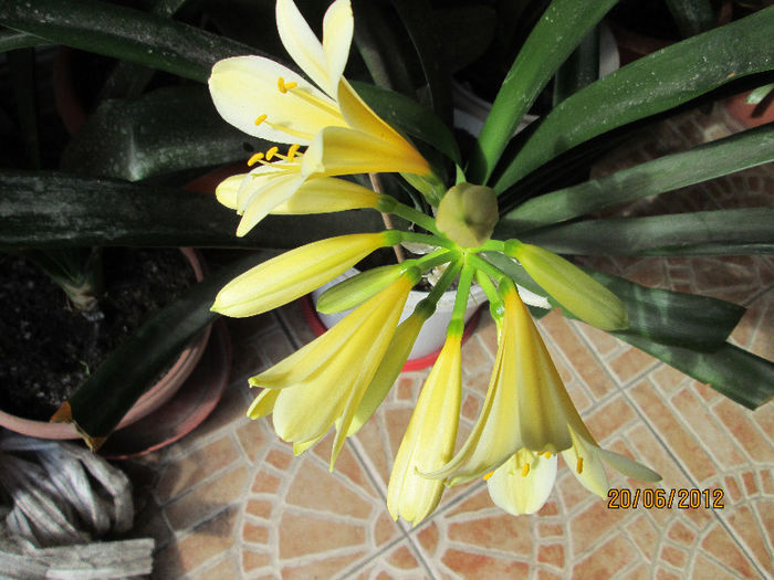 clivia citrina - ultimile flori martie 2013