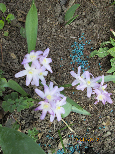 chionodoxa - ultimile flori martie 2013