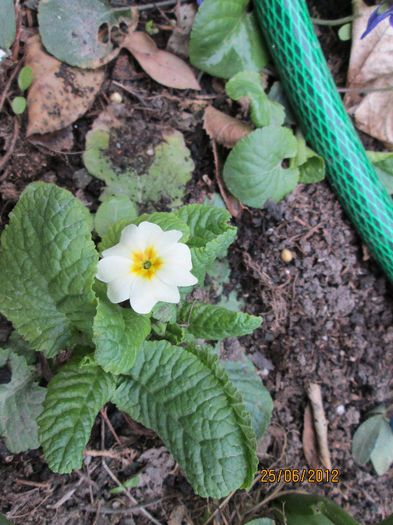 primula - ultimile flori martie 2013