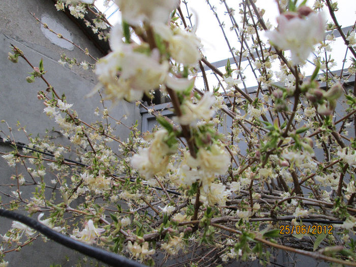 lonicera fragrantissima la a doua inflorire - ultimile flori martie 2013