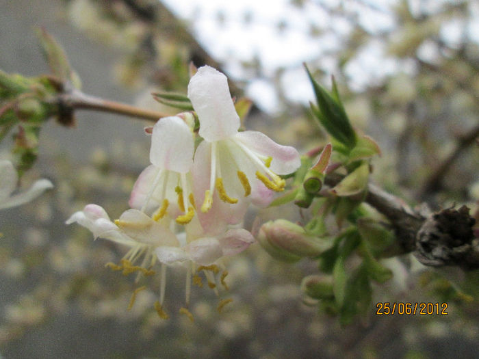 floare parfumata de lonicera fragrantissima