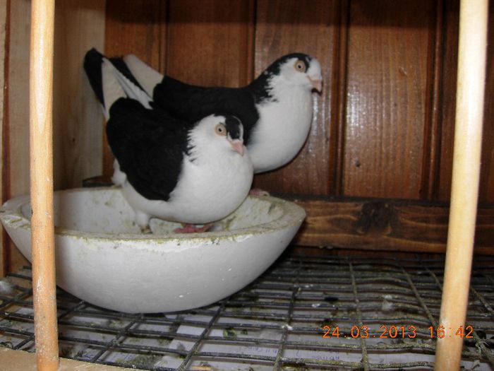 PERECHE GALATENI NR-1