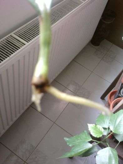 frunza de croton a facut radacini in apa