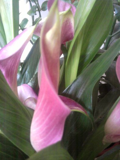 8 martie