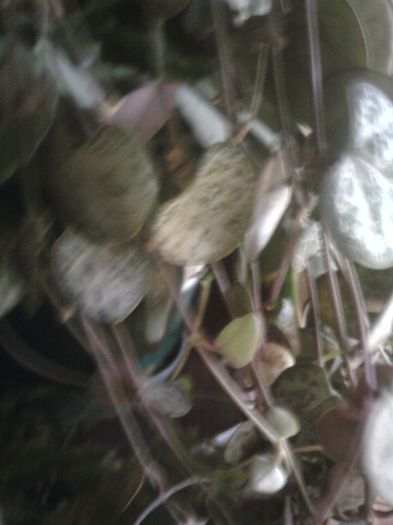 ceropegia woody
