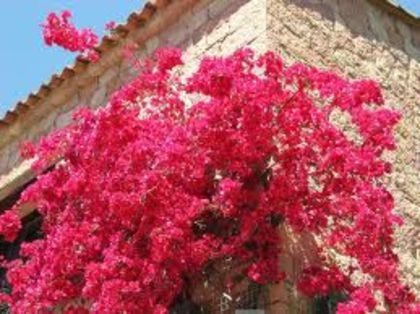 preturi de la 50 ron pana la 120 - Bougainvillea floarea de hartie de vanzare