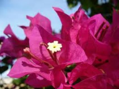 Bougainvillea -floarea de hartie - Bougainvillea floarea de hartie de vanzare