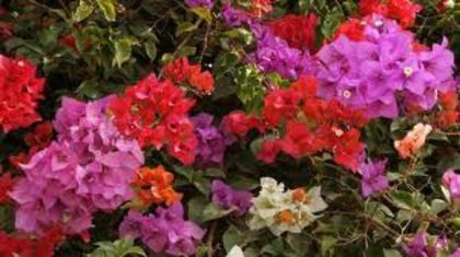 Bougainvillea -floarea de hartie 50