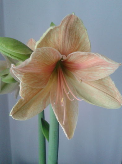 [1]  2013-03-24 16.56.38 - Hippeastrum 2013