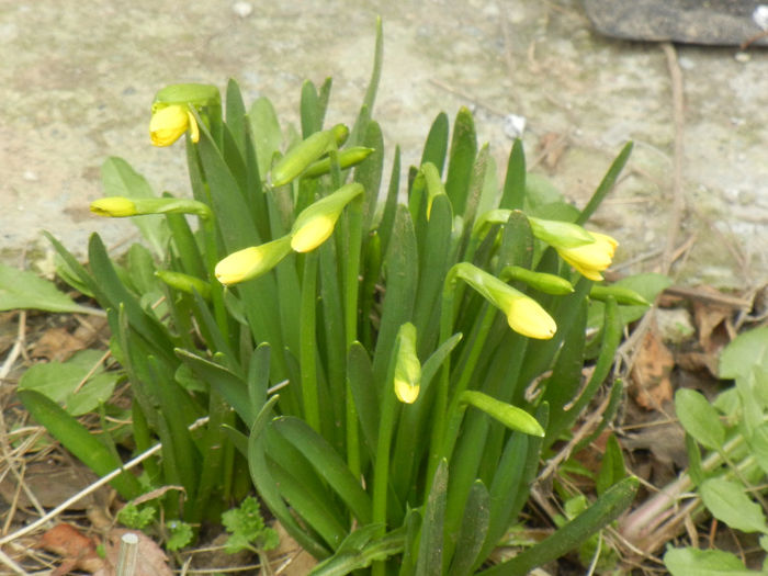 Daffodils_Narcise (2013, March 24) Daffodils_Narcise (2013, March 24)