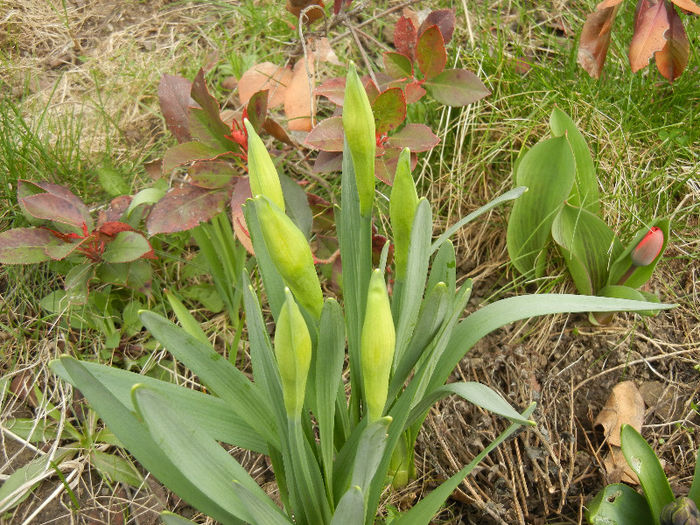 Daffodils_Narcise (2013, March 24) - 03 Garden in March