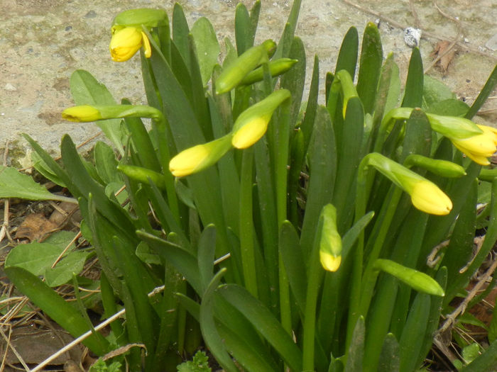 Daffodils_Narcise (2013, March 24) Daffodils_Narcise (2013, March 24)