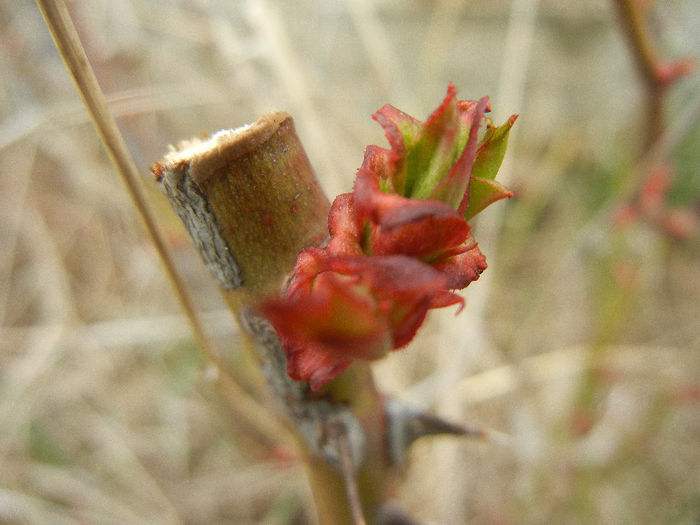 Roses_Trandafiri (2013, March 24) Roses_Trandafiri (2013, March 24)