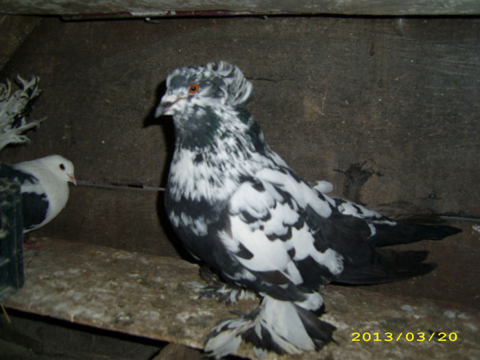 femela 2012; femela 2012
