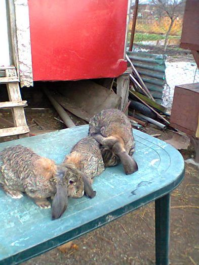 Fotografie0268 - femele berbec agouti