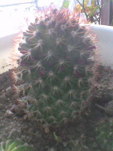 achizitie martie 2013 - cactusi