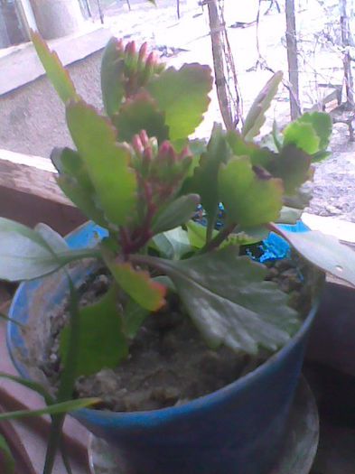 Imag0266 - kalanchoe