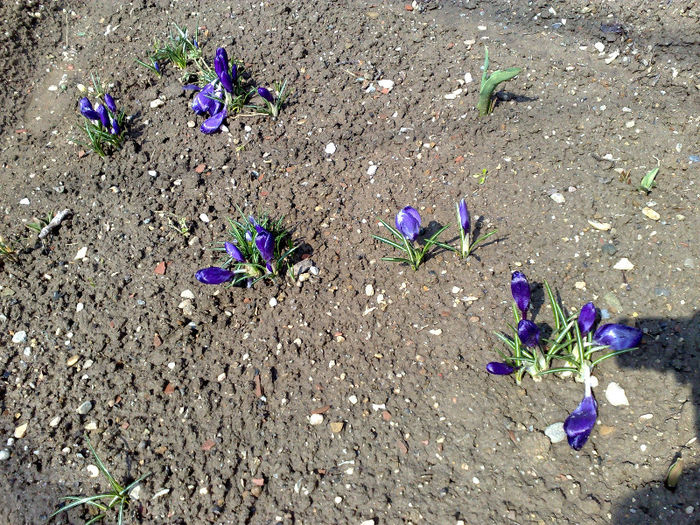 crocus - B FLORI 2013 in gradina