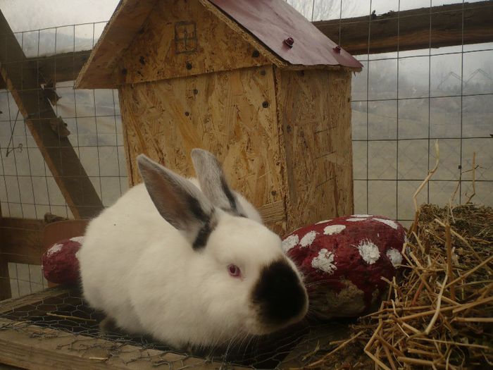 P1120084; femela californiana
